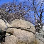 Buffalo Mountain