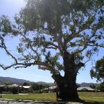 Un'albero gigante in Myrtleford