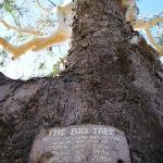 Un'albero gigante in Myrtleford