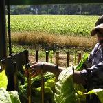 Mc Lees Tobacco's Farm