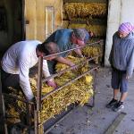 Mc Lees Tobacco's Farm - Harry, Kevin & Ele