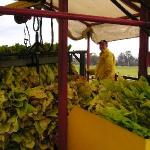 Joe and Peter Tobacco's Farm