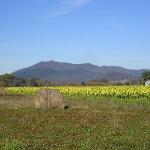 Joe and Peter Tobacco's Farm