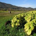 Joe and Peter Tobacco's Farm