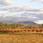 King Valley