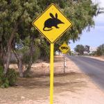 Australian outback sheep station