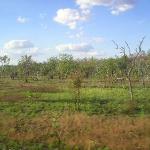 Il leggendario The Ghan