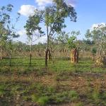 Il leggendario The Ghan