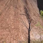Uluru - Ayers Rock
