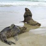 Animali & Wildlife