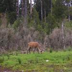 Animali & Wildlife