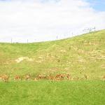 Animali & Wildlife