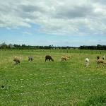 Animali & Wildlife