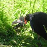 Animali & Wildlife